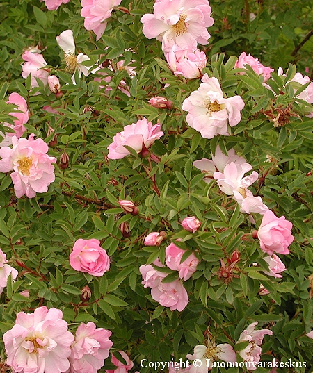 Rosa Pimpinellifolia-Ryhm 'Kerisalo'